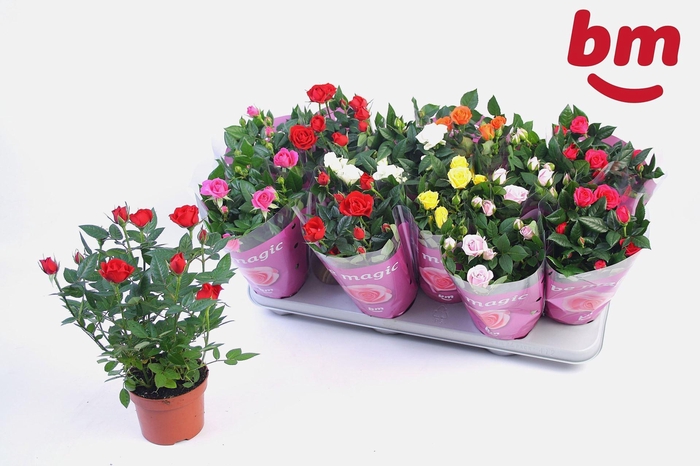 <h4>Rosa Beau Monde gemengd</h4>