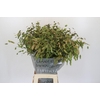 Chasmanthium Green