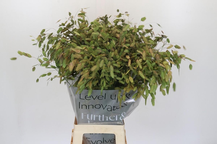 <h4>Chasmanthium Green</h4>