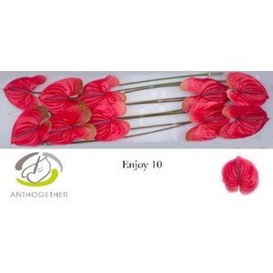 Anth A Enjoy 15 cm X10 Spek Flowers
