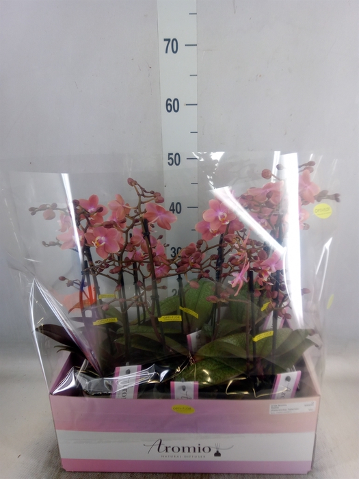 <h4>Phalaenopsis multi.   ...orange</h4>
