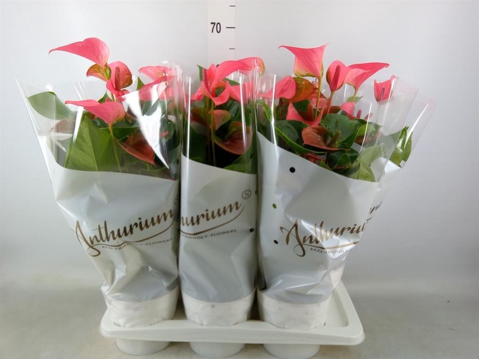 <h4>Anthurium andr. 'Pink Champion'</h4>