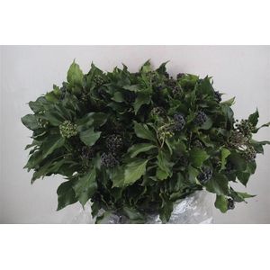 Hedera Berry 400gr P Bunch