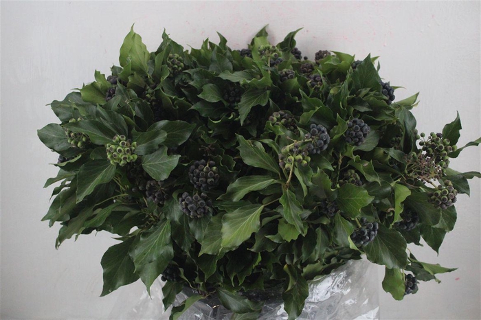 <h4>Hedera Berry 400gr P Bunch</h4>