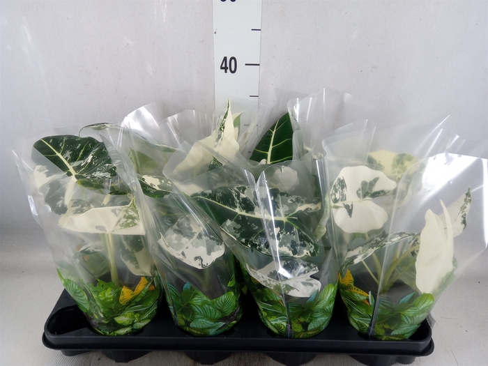 <h4>Alocasia   ...</h4>
