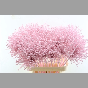 Allium Licht Roze