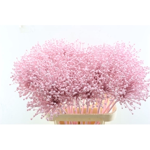 Allium Licht Roze