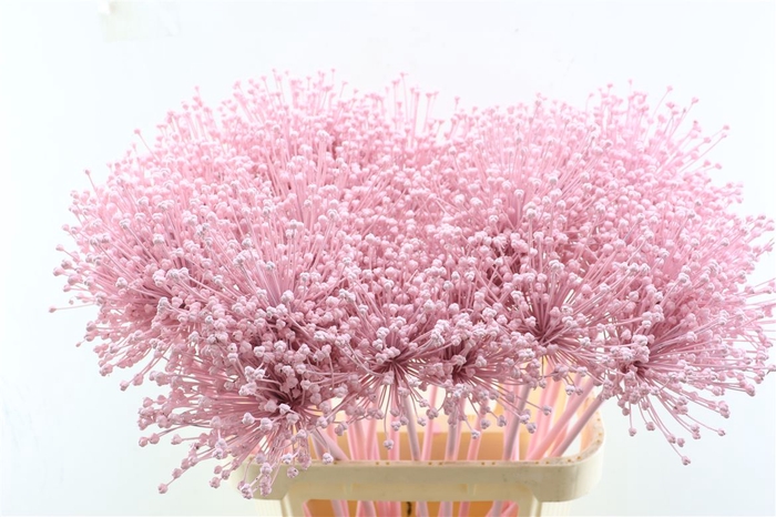 <h4>Allium Licht Roze</h4>