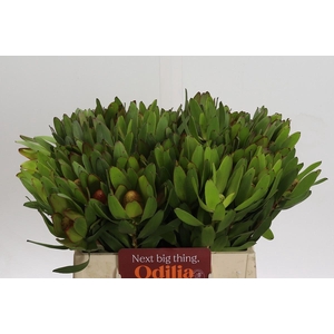Leucadendron Goldstrike
