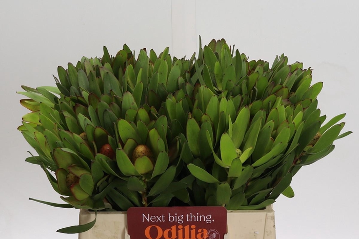 <h4>Leucadendron Goldstrike</h4>