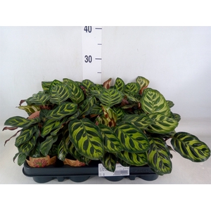Calathea   ...