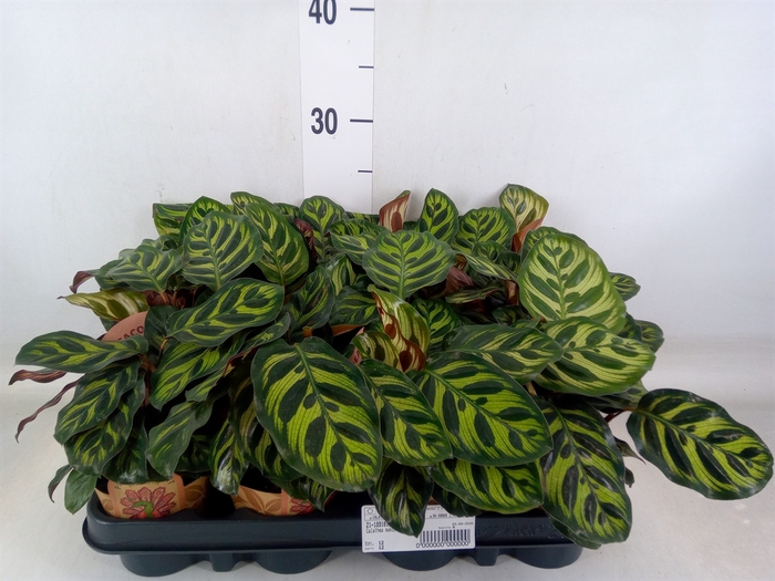 <h4>Calathea   ...</h4>