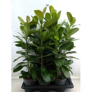 Ficus microcarpa 'Smile'