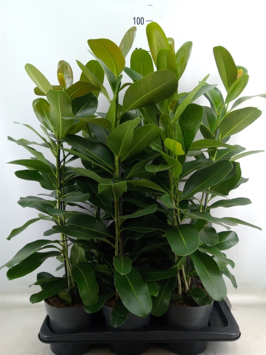 <h4>Ficus microcarpa 'Smile'</h4>