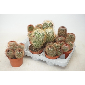 CACTUS GEM