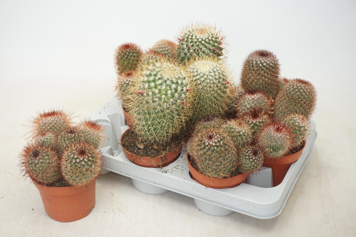 <h4>CACTUS GEM</h4>