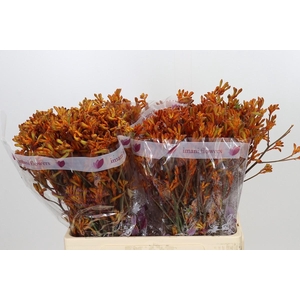 Anigozanthos Orange