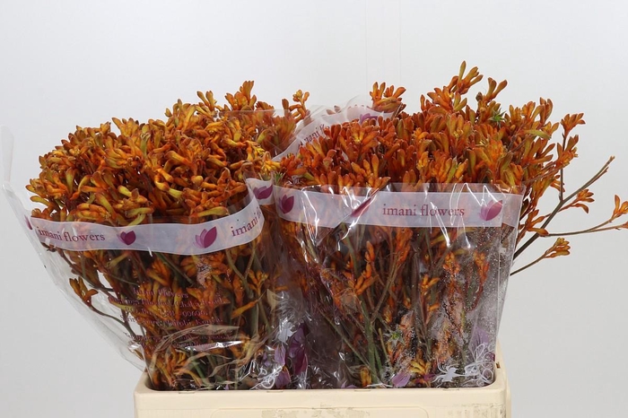<h4>Anigozanthos Orange</h4>