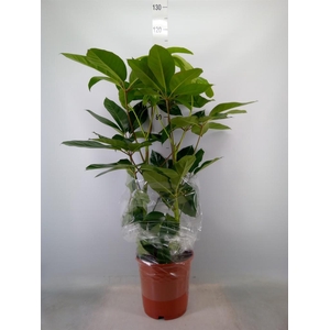 Schefflera actin. 'Amate'