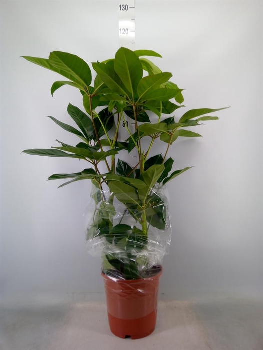 <h4>Schefflera actin. 'Amate'</h4>