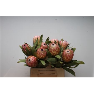 Protea Susara