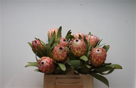 Protea Susara