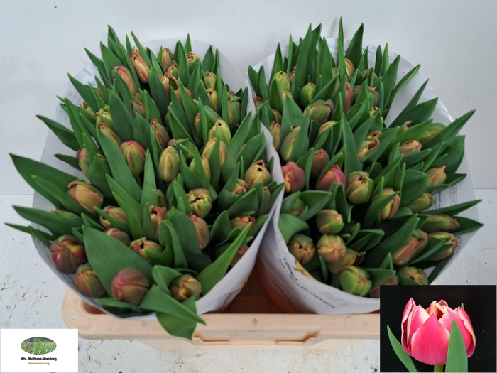 <h4>TU DU COLUMBUS</h4>