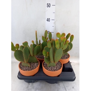 Opuntia microdasys var. rufida