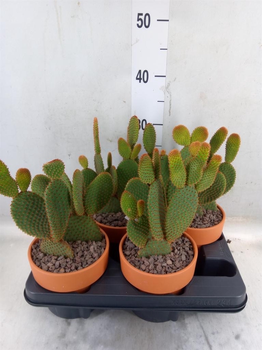 <h4>Opuntia microdasys var. rufida</h4>