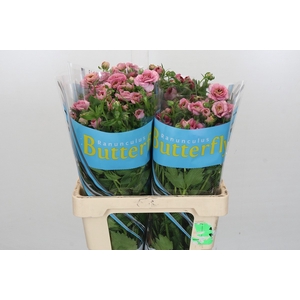 Ranunculus Butterfly Jupiter