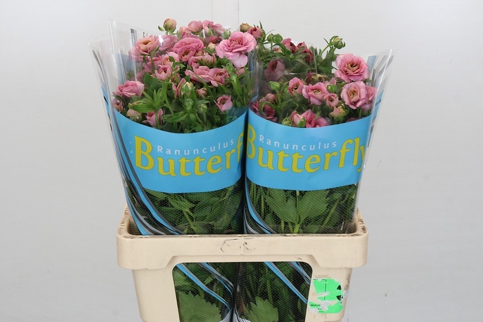 <h4>Ranunculus Butterfly Jupiter</h4>