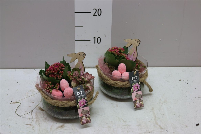 <h4>Arr 9303 Roze Bose</h4>