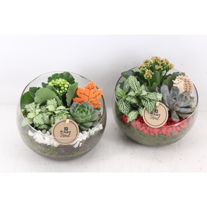 arr2 PL - Glas bol schuin - rood/wit