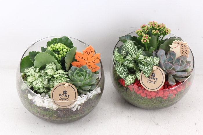 <h4>arr2 PL - Glas bol schuin - rood/wit</h4>