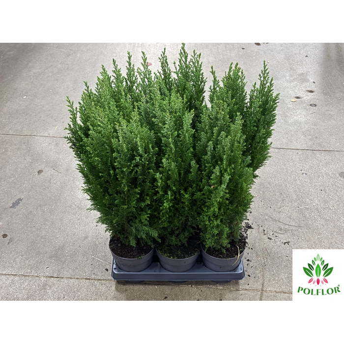 <h4>Chamaecyparis law. Ellwoodii 15Ø 70cm</h4>