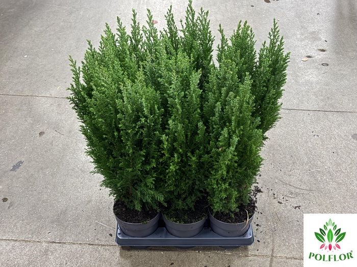 Chamaecyparis law. Ellwoodii 15Ø 70cm