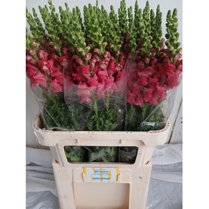 ANTIR POTO CHER ROSE
