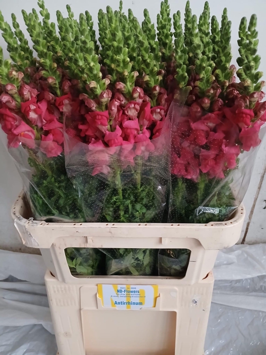 <h4>ANTIR POTO CHER ROSE</h4>