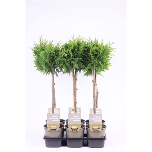 Thuja occ. 'Gelderland' - op stam P15