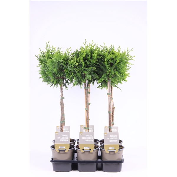 <h4>Thuja occ. 'Gelderland' - op stam P15</h4>