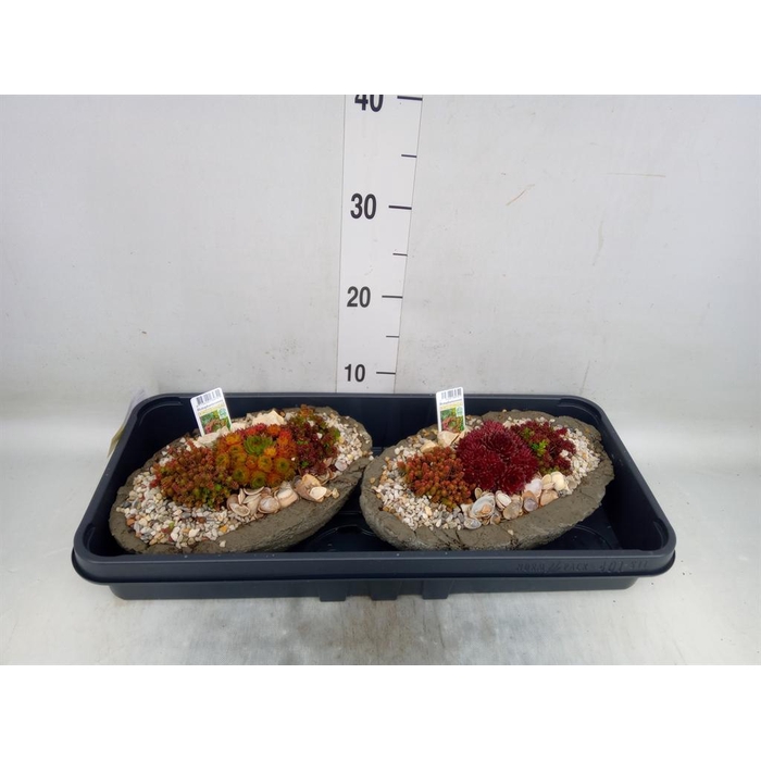 <h4>Arr.   Tuinplanten L%</h4>