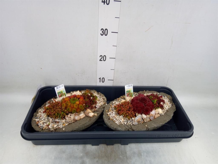 Arr.   Tuinplanten L%