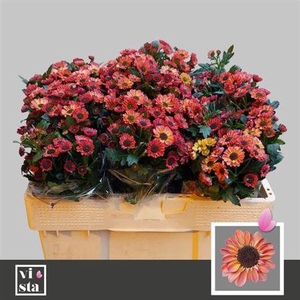 Chr S Yin Yang Smoke