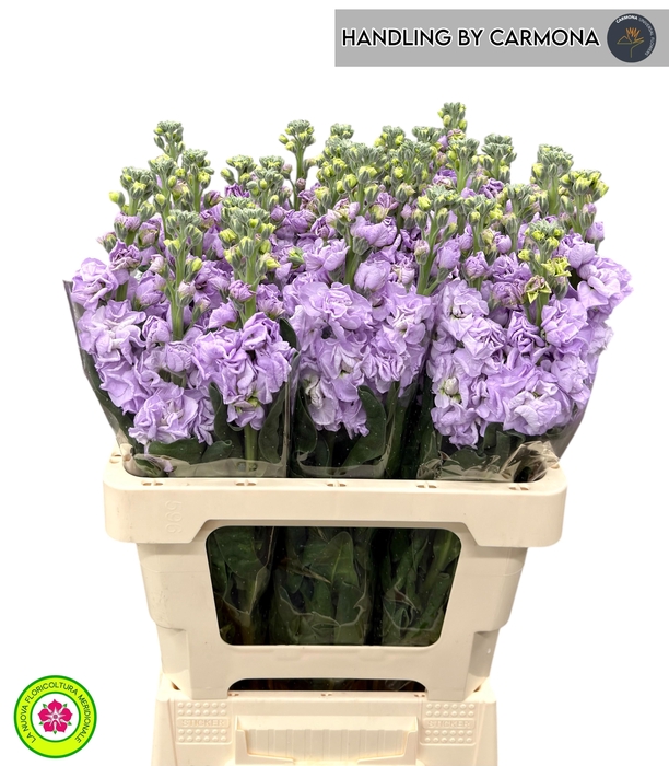 <h4>MATTH IRON MARINE</h4>