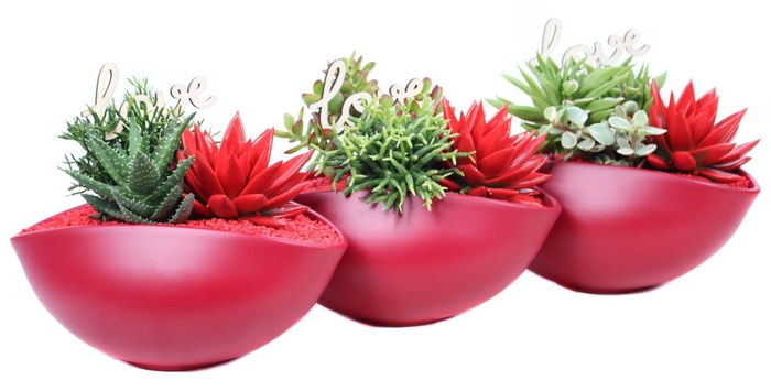 <h4>Suc 10,5 en 8,5 cm en geverfd echeveria 8,5 cm in rode ovalescha</h4>