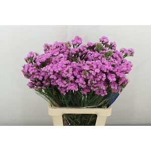 LIM S ROSEL SU BIRDS