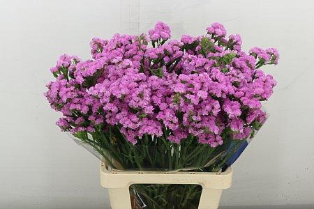 <h4>LIM S ROSEL SU BIRDS</h4>