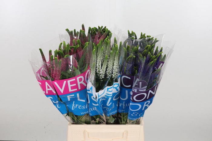 <h4>Veron Smart Gem</h4>