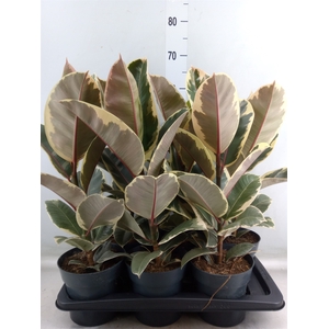 Ficus elastica 'Tineke'