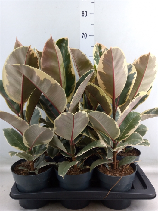 <h4>Ficus elastica 'Tineke'</h4>